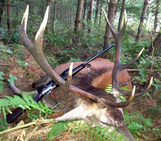 ...jeleň - desaťtorák...