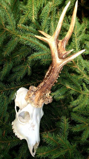 ...hodnotený zlatom...