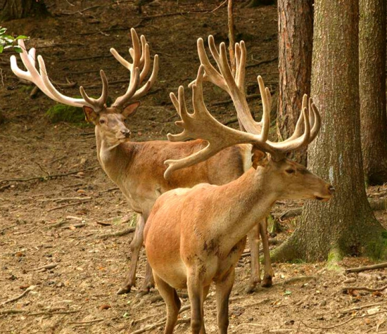 ...jelene trochu inak...