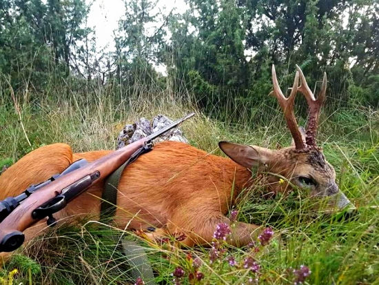 ...navábený srnec...