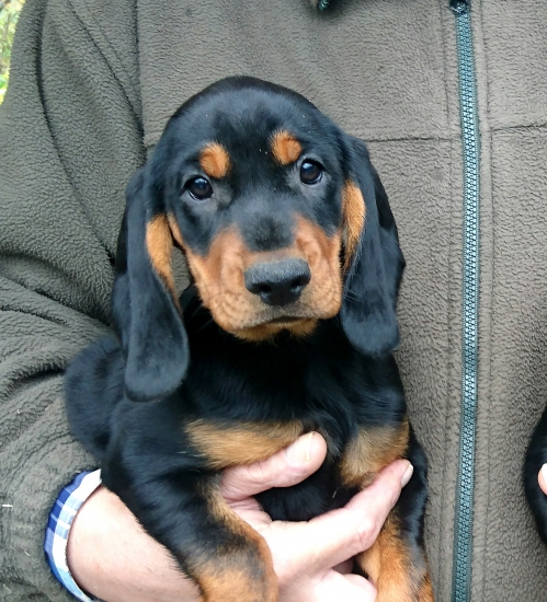 ...Gama z Uhlišťa...