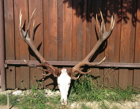 ...kráľovská trofej...