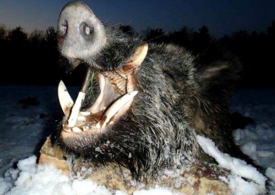 ...čierny rytier na bielej perine...