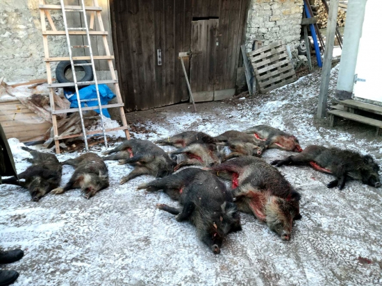 ...počty albínov rastú...