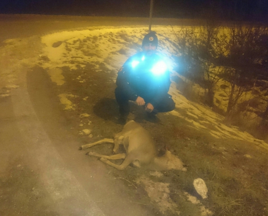 ...len za dnešnú službu dva zrazené srnce...