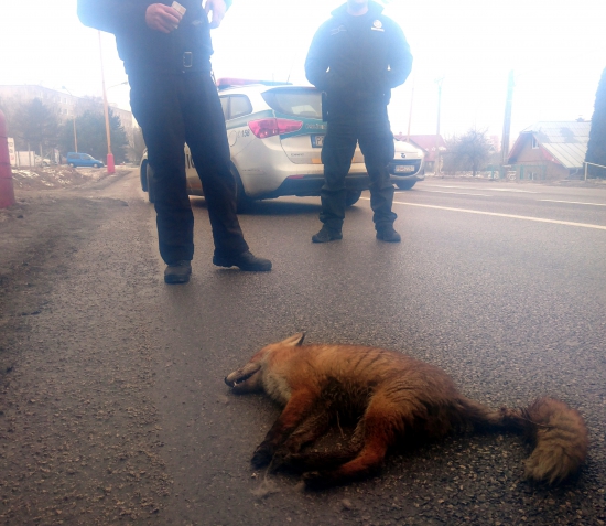 ...skončila pod kolesami...