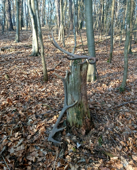 ...z bukového lesa...