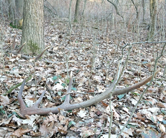 ...osmak a dasatorak...