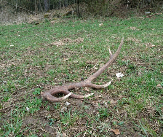 ...desaťtorák z lúky...