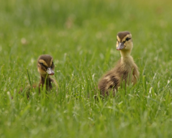 ...prišli samé dve...