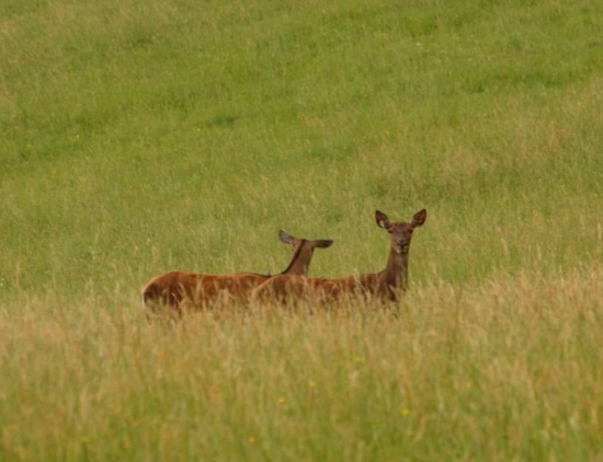 ...prišli sa napásť...