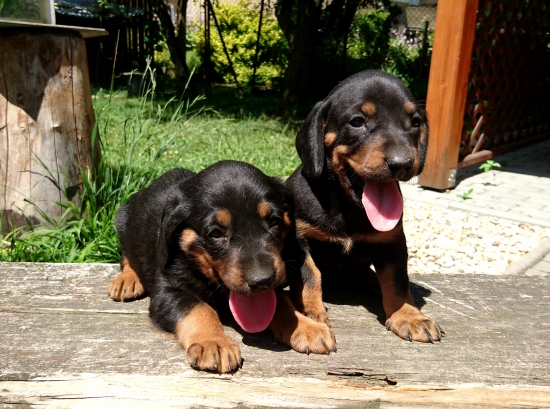 ...budúci Hektor a Hasa...