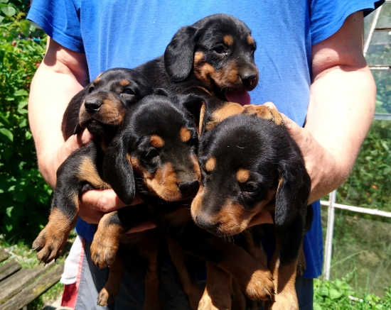 ...SK... Hubert, Hektor, Hora, Hasa...