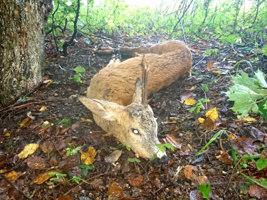 ...srnček s jedným parohom...