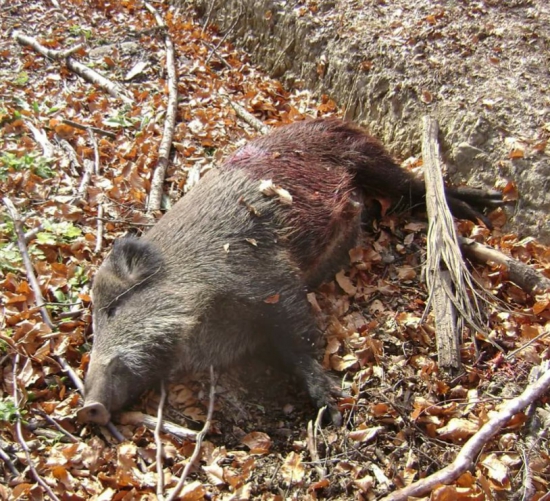 ...po dohľadaní...