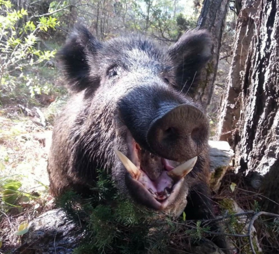 ...diviak z babieho leta...