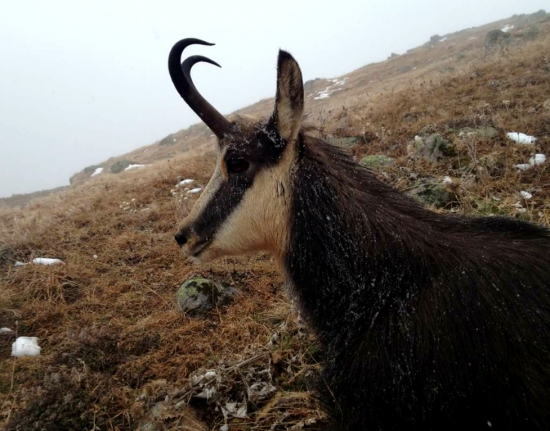 ...kamarátov alpský...