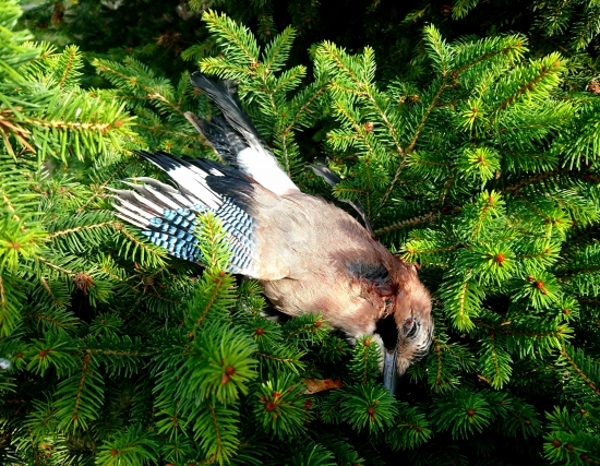 ...po rokoch sojčie pierko za klobúk...