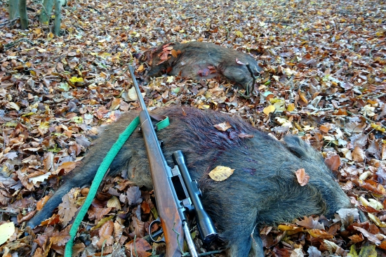 ...zverobijka prehovorila...