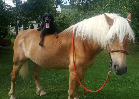 ...kopovka trošku ináč...