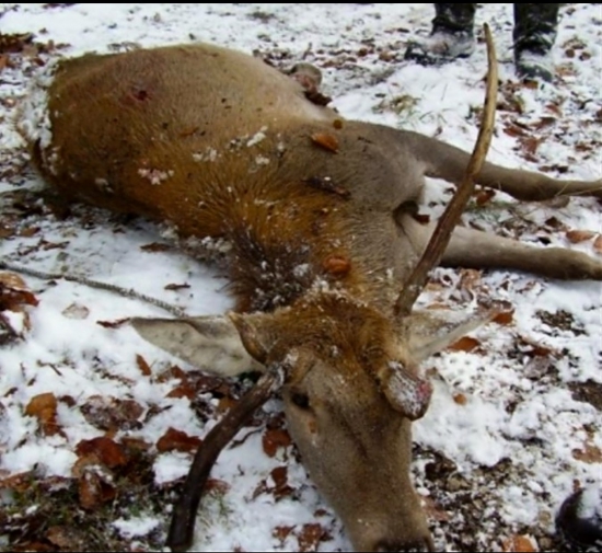 ...kalamita na hlave...