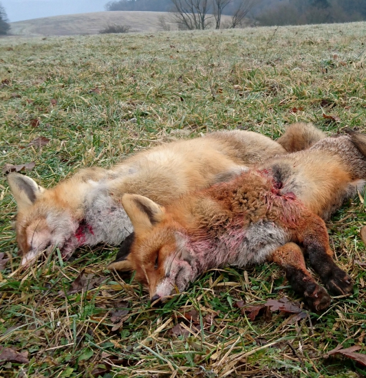 ...hrdzavé šelmy...