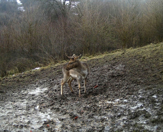 ...daniel - raritka...