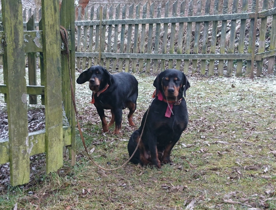 ...kopovky po celodennej práci...