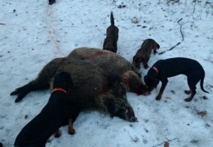 ...psíky a ich diviaky...