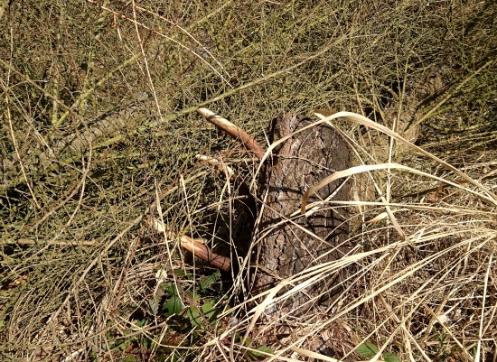 ...pekne maskovaný zhodík...