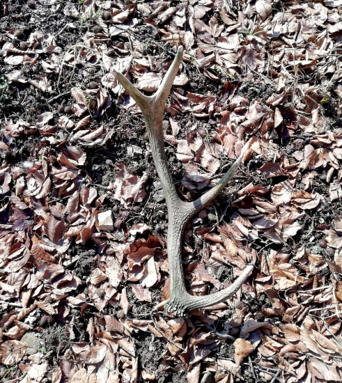 ...ležal si v lístí...