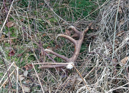 ...čerstvých šesť výsad...