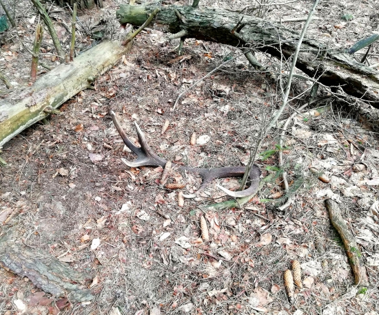 ...korunový desať torák...