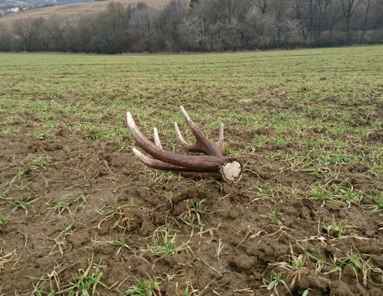 ...zhodený na ozimine...