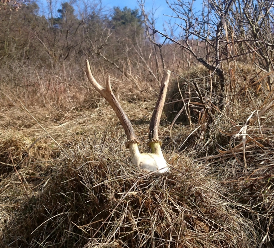 ...uhynutý srnec...