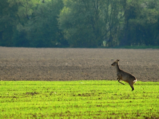 Hop
