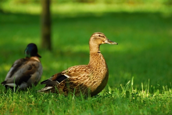 Duck