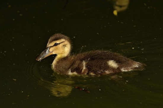 Anas platyrhynchos