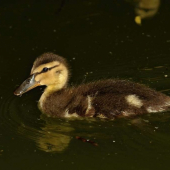 Anas platyrhynchos