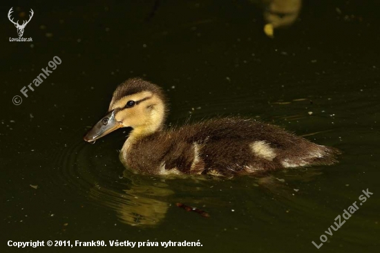 Anas platyrhynchos