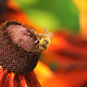 bee