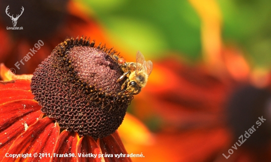 bee