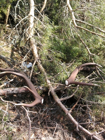 Splnil sa mi môj sen..