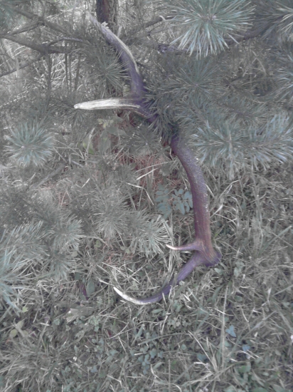 Aj   huby   aj   paroh