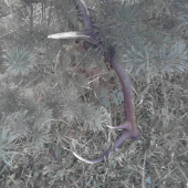 Aj   huby   aj   paroh