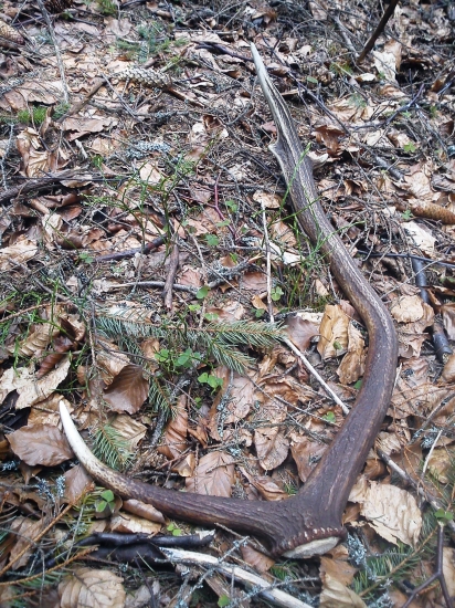 Dnesna prechadzka :)