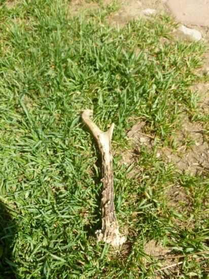 Môj prvý srnčí v živote :)