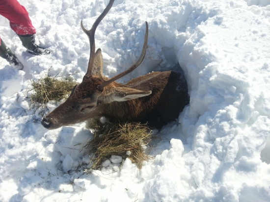 Takto sa zahrebal a nemohol  výjst...smmutny pohlad ..