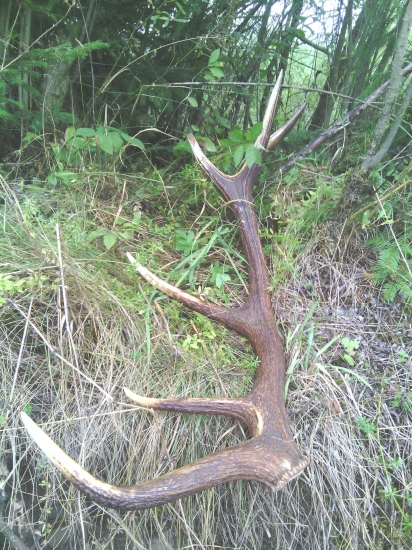 vytiahnuty z bordelu:)