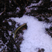 maam ja ale šťastie :)